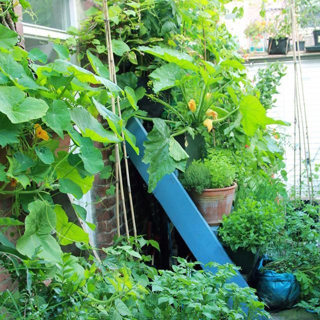 Container growing with <a href="/VerticalVeg/">Mark Ridsdill Smith</a> 🌱 🌱 🌱 
Thursday 16th July 6.30-8pm
buff.ly/3ffyE4c

Just a few places left on our new container growing workshop next week - don't miss out! #StayHomeGrowYourOwn #CardiffGrowingTogether