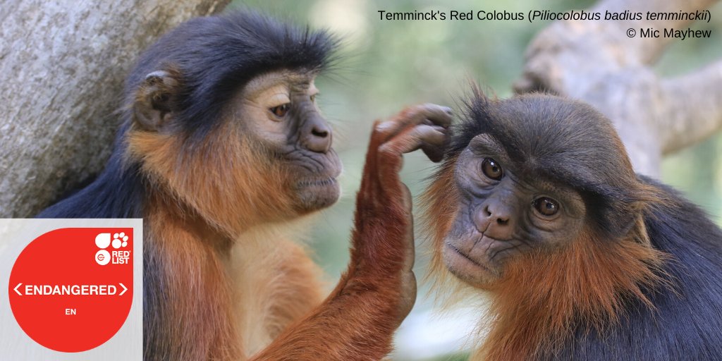 BREAKING NEWS: The Red List has been updated, surpassing 120,000 species. Find out the latest news on lemurs and the completed African primate reassessment, plus the North Atlantic Right Whale, European Hamster and world’s most expensive fungus: ow.ly/oV6S50AtLi6