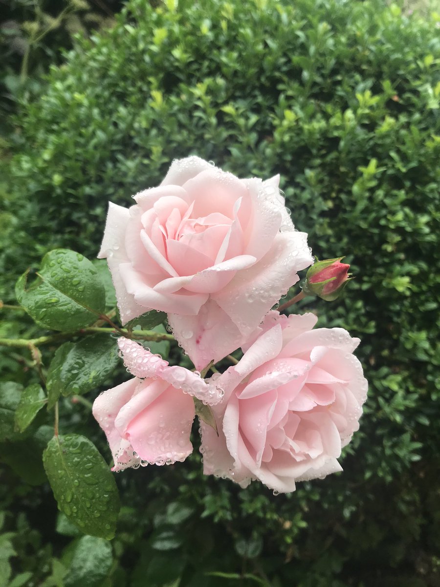 TheWorcsGarden's tweet photo. โค๏ธ#PinkRose soft perfume ๐
inherited no idea on variety? #PlantID #RoseID ?๐๐ป but long new droopy stems, flowers at end = climber or rambler ? + big thorns!!๐
#RamblingRose #ClimbingRose
#CottageGarden #RoseGarden #RoseBed #CountryGarden @peterbealesroses @david_austin_roses https://t.co/kpZKZbPrwQ