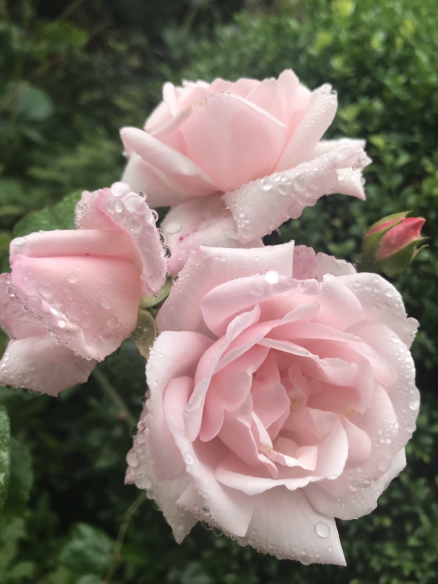 TheWorcsGarden's tweet photo. โค๏ธ#PinkRose soft perfume ๐
inherited no idea on variety? #PlantID #RoseID ?๐๐ป but long new droopy stems, flowers at end = climber or rambler ? + big thorns!!๐
#RamblingRose #ClimbingRose
#CottageGarden #RoseGarden #RoseBed #CountryGarden @peterbealesroses @david_austin_roses https://t.co/kpZKZbPrwQ