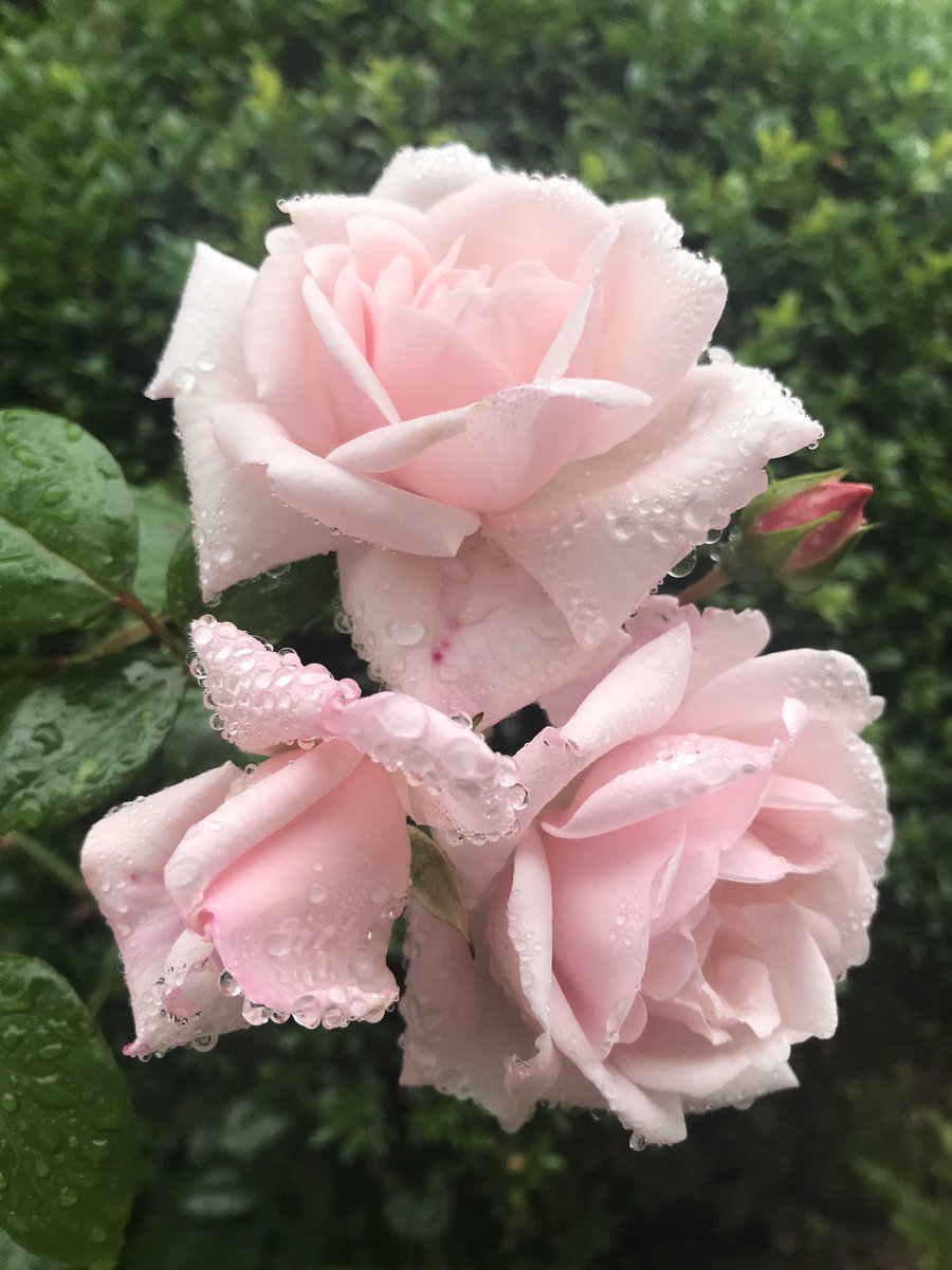 TheWorcsGarden's tweet photo. โค๏ธ#PinkRose soft perfume ๐
inherited no idea on variety? #PlantID #RoseID ?๐๐ป but long new droopy stems, flowers at end = climber or rambler ? + big thorns!!๐
#RamblingRose #ClimbingRose
#CottageGarden #RoseGarden #RoseBed #CountryGarden @peterbealesroses @david_austin_roses https://t.co/kpZKZbPrwQ