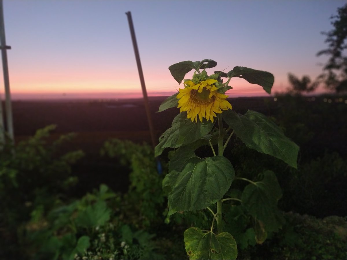 Korkma, Bu ağaçlar, çiçekler sır saklar. İnsan değil ki ihanet etsin. #SiirSokakta