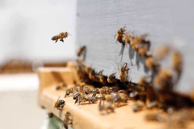 vwgroup_fr's tweet photo. Volkswagen Group France s'engage en faveur de la préservation de la #biodiversité, pour la protection des abeilles. Depuis 2015 des ruches sont installées sur notre site de Roissy. Les abeilles accueillies favorisent la pollinisation et participent à la diversification végétale. https://t.co/z4a3HFNBNM
