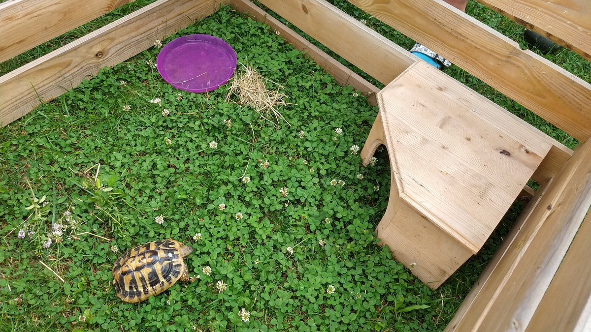 Wir haben eine (griechische oder russische) Landschildkröte in #Erfurt Nord, nahe Büro- und Gewerbegebiet Camburger Straße, gefunden. Vermisst die jemand? #Schildkröte Gern RT!