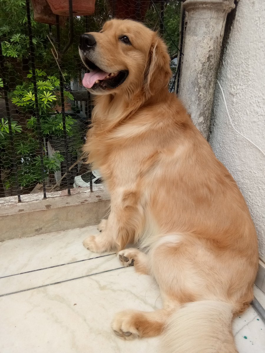 tarunasingh40's tweet photo. heartbreaking news our 3 yr old Jedi just passed away damn a healthy dog had massive heart attack .will miss u buddy havnt come to terms yet .love you #RIPJEDI https://t.co/tDJ5dRVoit