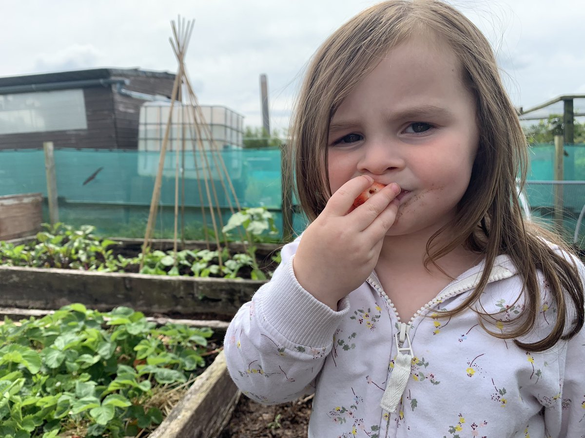 mrsmac_hl's tweet photo. Home learning continued in the allotment with Granda 💕🌱🌾🍓 #outdoorlearning @ForestSchools https://t.co/D7KXbcO8au