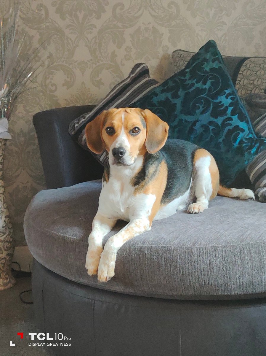 EricTheBeagle2's tweet photo. Just chilling 🦮 https://t.co/UpiGzhUoom