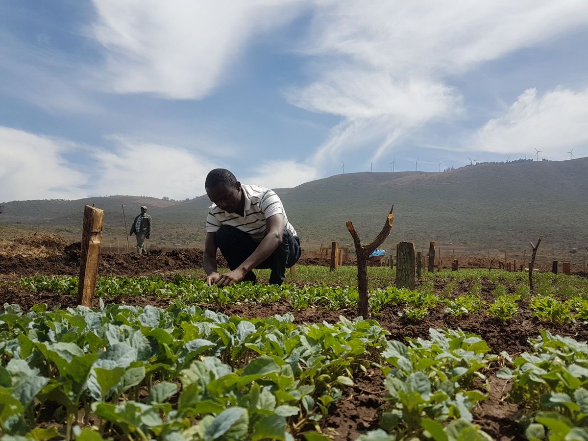 diangaronald's tweet photo. If you are a youth farmer &amp; you are proud of your hustle, comment below with a photo and what you do.

Lets show that youth are already engaging in agriculture. Lets paint twitter GREEN.

@PeterMunya @HamadiIddiBoga @HamisiWilliams @annie_nyagah 

#YouthInAg #AgribusinessTalk254 https://t.co/szegnhxqEO