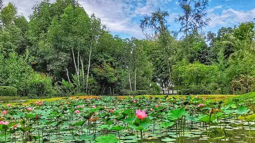 Have you missed....relaxing at our lotus pond?
Dusit Thani Krabi Beach Resort: The ultimate beach and wellbeing escape in Krabi! 
#dusitthanikrabi #beautifullotus #dusit