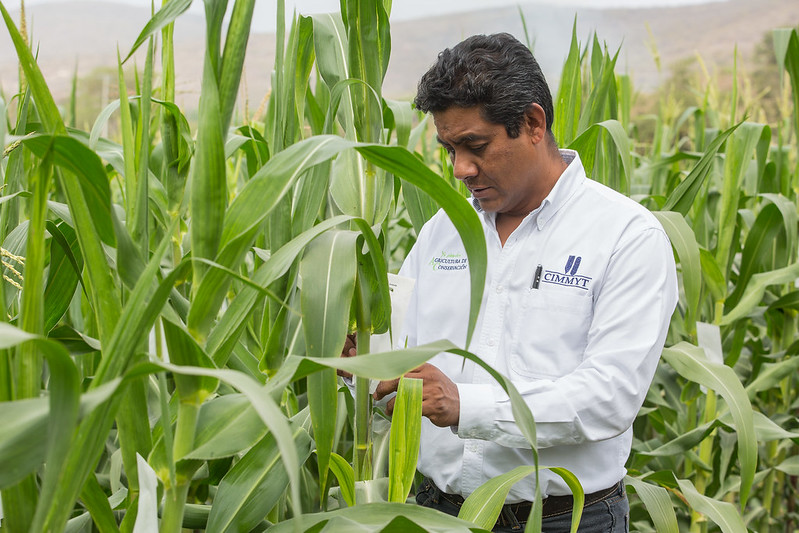 ACCIMMYT's tweet photo. Con @Agricultura_mex y como parte de #MasAgro, instalamos 44 plataformas de investigación en Méxco. Ahí, colaboramos con productores, instituciones educativas, despachos técnicos y otras organizaciones para impulsar la agricultura sustentable. https://t.co/BKo4CPBP1Q https://t.co/U5zAaljFfE