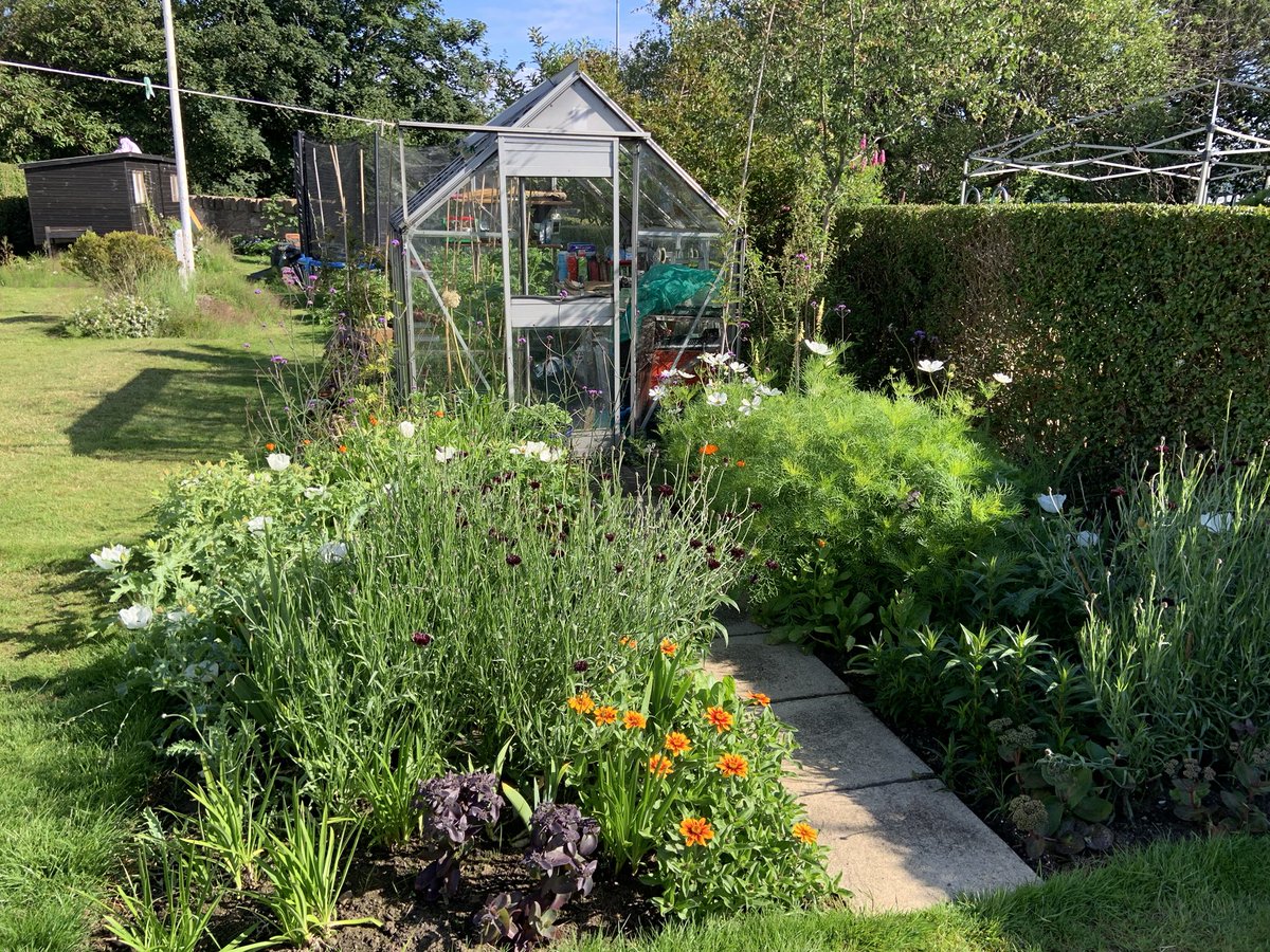 kateleehughes's tweet photo. Morning light on #lockdown beds: Zinnia ‘Zahara sunrise’, Sedum var. #lostlabel Cornflower ‘Black ball’ Argentine platycerus, Cosmos ‘Purity’ pot marigold Verbena bonariensis https://t.co/7B2gnxPO6p