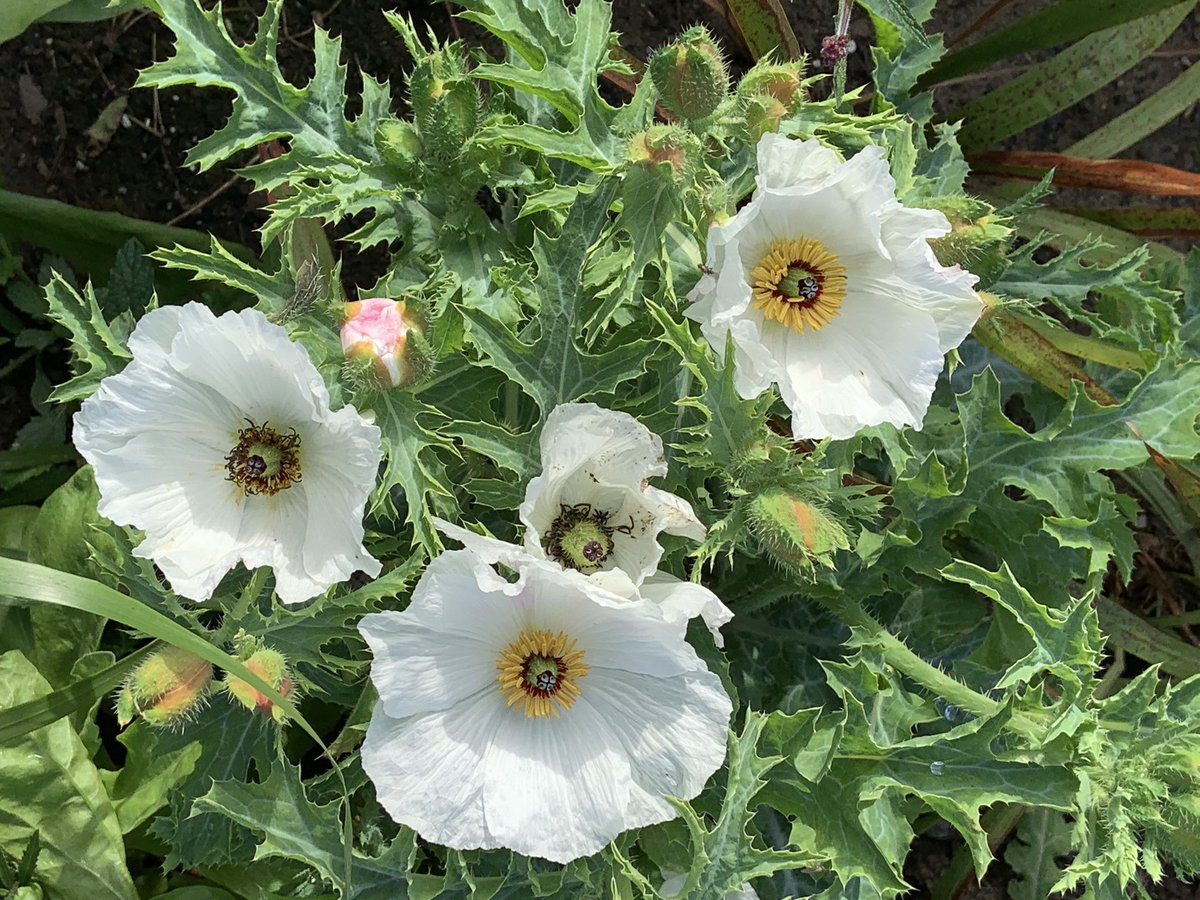 kateleehughes's tweet photo. Morning light on #lockdown beds: Zinnia ‘Zahara sunrise’, Sedum var. #lostlabel Cornflower ‘Black ball’ Argentine platycerus, Cosmos ‘Purity’ pot marigold Verbena bonariensis https://t.co/7B2gnxPO6p
