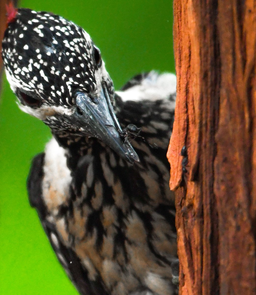 drshabankhan's tweet photo. Black-rumped flameback with 🐜 between it's beak.
@NatGeoIndia
@NatGeoPhotos
@BBCEarth
@earth 
@NikonIndia https://t.co/A8wLituIvi