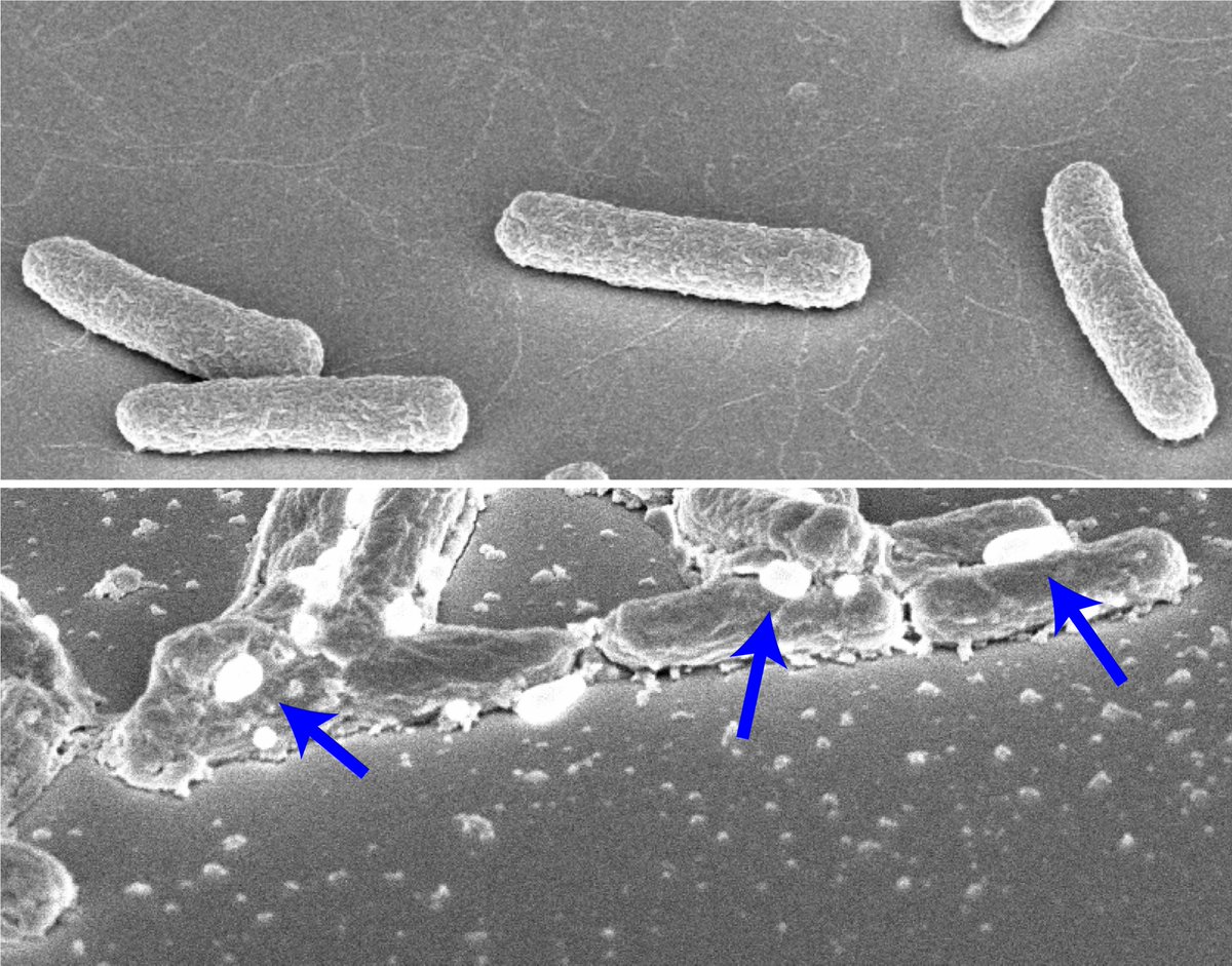 siryaporn_lab's tweet photo. Tory's paper in press @ Nature Comm. "Mammalian histones facilitate antimicrobial synergy by disrupting the bacterial proton gradient and chromosome organization". Her paper reports a new mechanism that produces antibiotic synergy. 

More to follow! https://t.co/qt0U073d7T