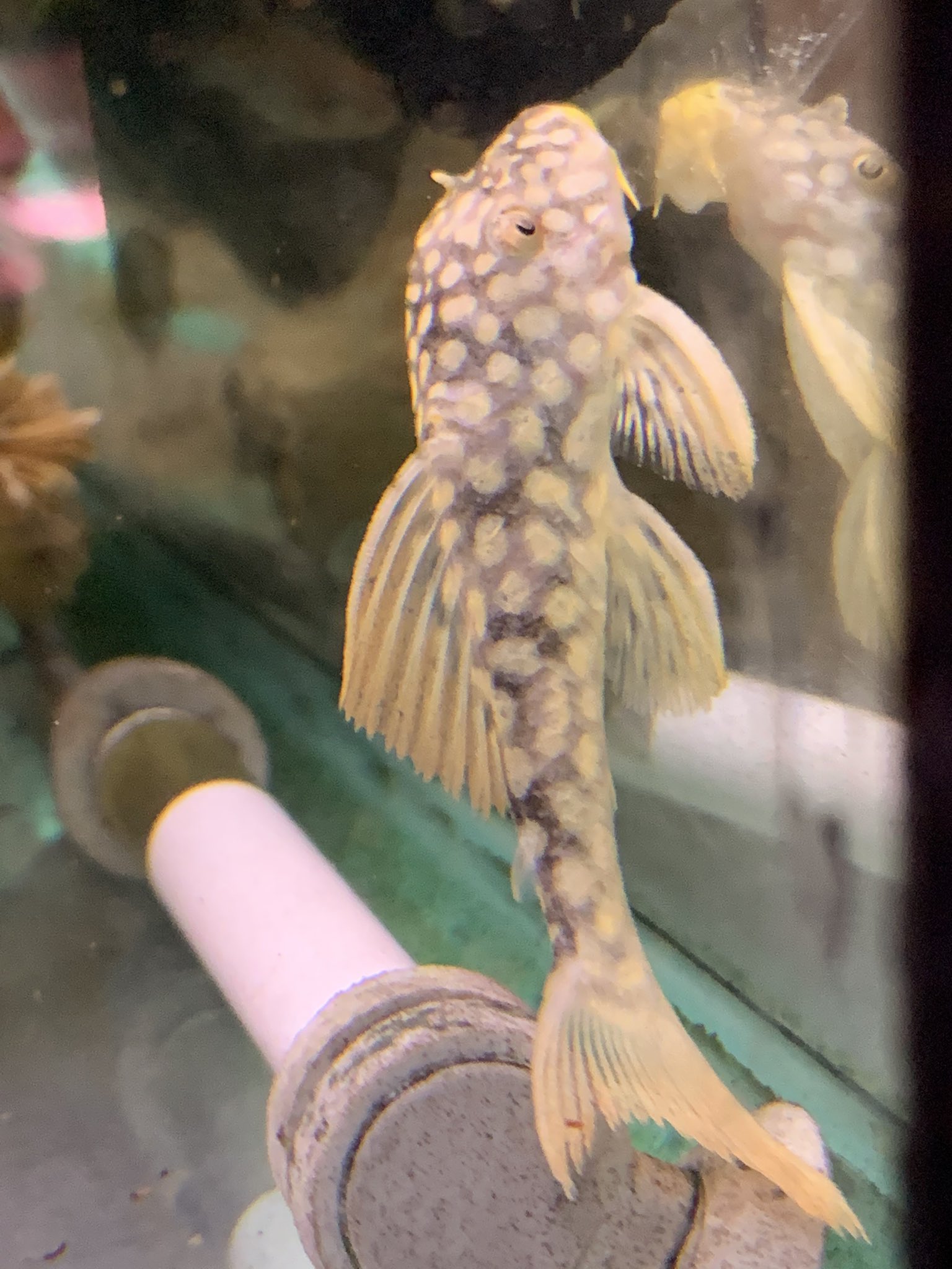 熱帯魚マーメイド 入荷情報 サンダーロイヤルプレコ プラチナロイヤルプレコ ゴールドエッジマグナムプレコ オレンジフィンレオパードトリム ビックスポットペコルティア オトシン コリドラスステルバイ コリドラスベネズエラ 熱帯魚マーメイド 入荷情報 サンダーロイヤルプレコ プラチナロイヤルプレコ ゴールドエッジマグナムプレコ オレンジフィンレオパードトリム ビックスポットペコルティア オトシン コリドラスステルバイ コリドラスベネズエラ