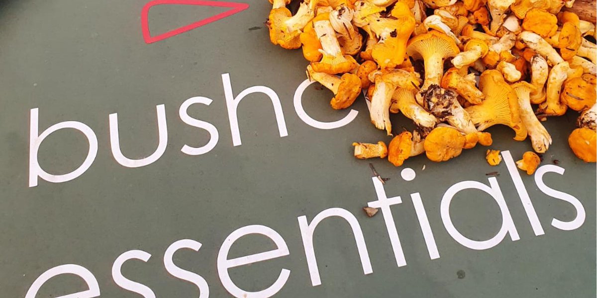 Bushcraft Essentials tweet media