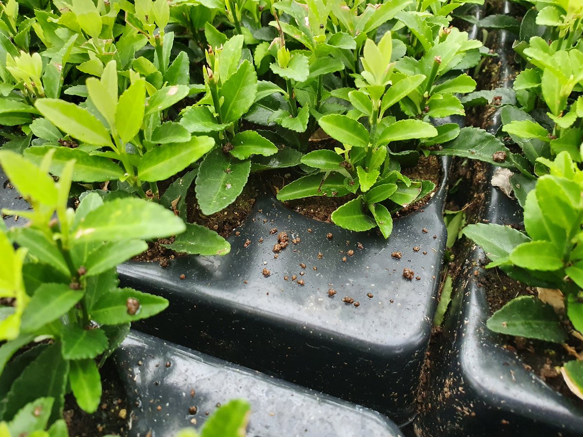 #Stektrays bovenover bijmesten met een strooibaar microgranulaatje, het kan! Hier is gisteren bijgemest met #DCM_MIX2: gewasveilig, laag in EC en een uitgebalanceerd en constant voedingsaanbod! #MINIGRAN #Boomkwekerij <a href="/dcmnederland/">DCM Nederland</a>