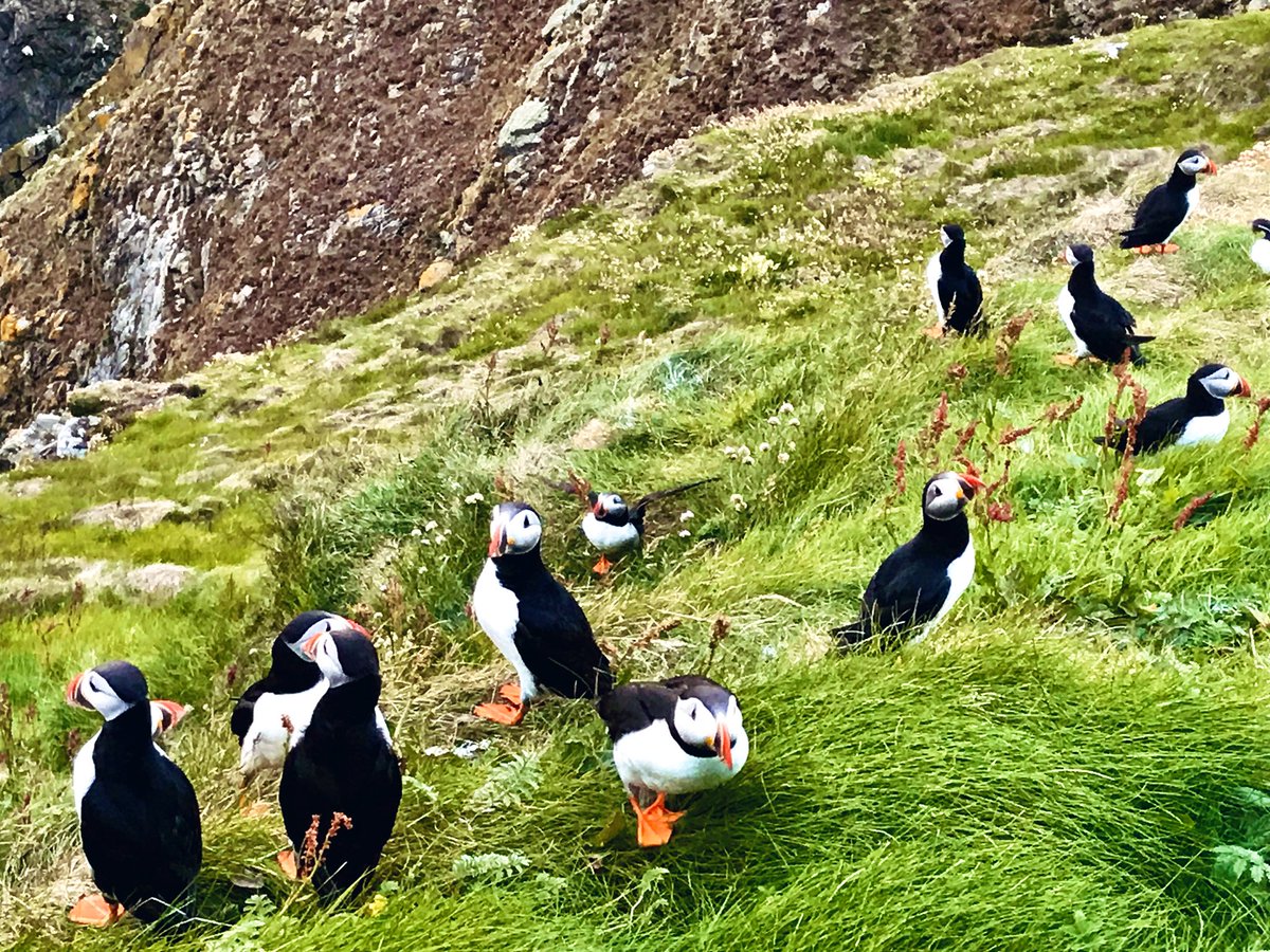 There’s nowhere else we’d rather be on a calm evening in July than at Sumburgh Head watching the Guillemot jumplings fledge. Puffins were showing well too! #shetland