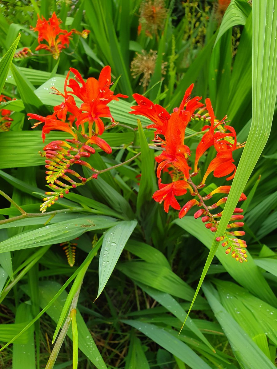 MarkPayneDesign's tweet photo. Who else is needing some of this tropical heat on such a grey Thursday. #Tropical #thursdayvibes #daylily #crocosmia #SummerHeat https://t.co/f0ZaRYM027