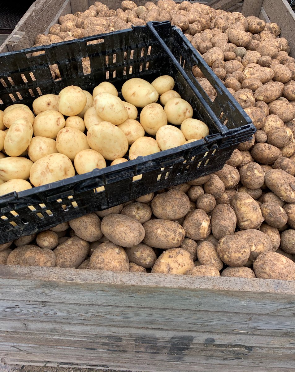 First load of <a href="/3musketeersltd/">Three Musketeers</a> fabulous new season Marfona on the weighbridge this morning, 7 more today! 8 more tomorrow... soon to be flying off <a href="/AldiUK/">Aldi Stores UK</a> shelves! #newseason #ukfarming <a href="/RTfarmers/">Red Tractor Farmers</a>