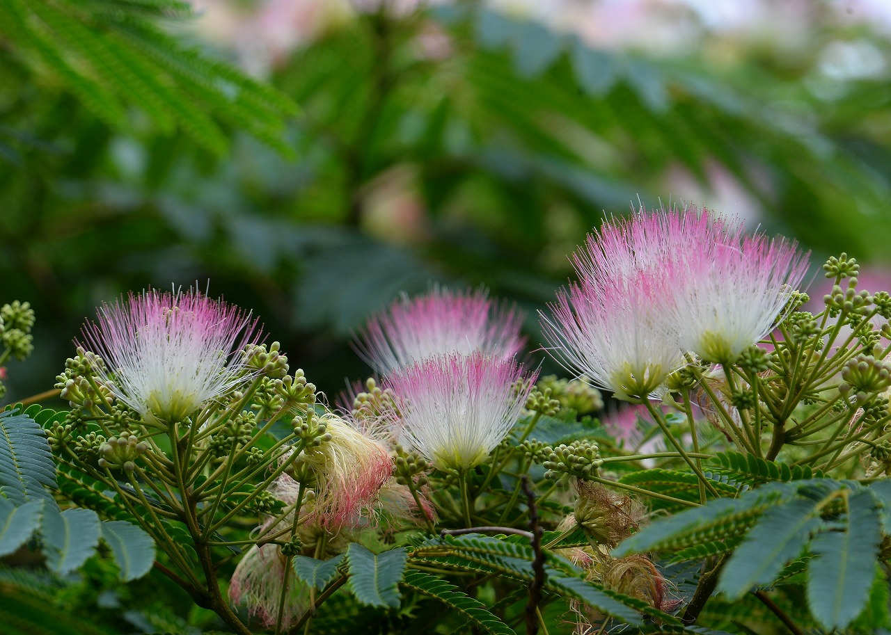 Shimu 僕の歩く町 秋田県にかほ市象潟にて ねむの花 あいにくと鳥海山は雲の中 象潟や 雨に西施が ねぶの花 松尾芭蕉 ねむの花 象潟 松尾芭蕉 奥の細道 T Co etnceauc Twitter