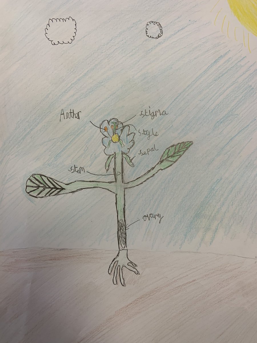 PikesSch's tweet photo. In science, 5HM have been learning about plant reproduction and seed dispersal. We looked at the parts of a plant and made our own diagrams. 🌸🌷🌻🌼 #science #ReflectiveThinker https://t.co/N7DbRGFr3C