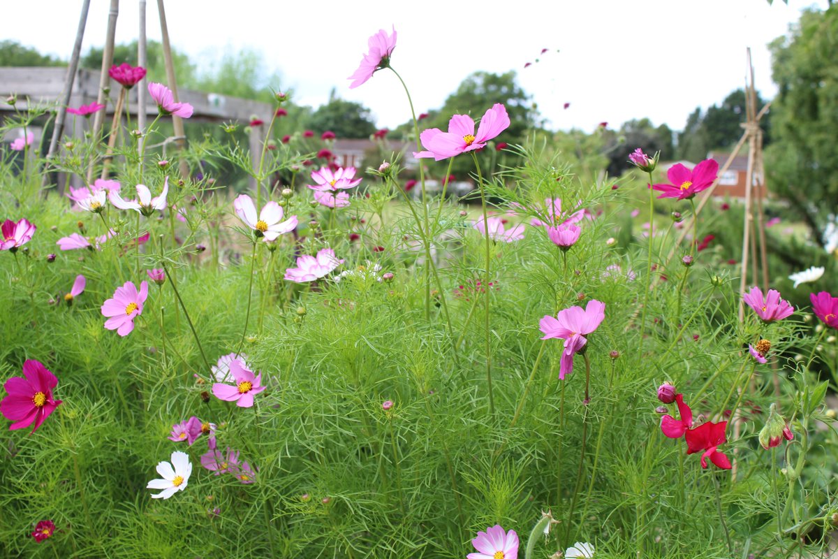 LoseleyFields's tweet photo. As it's an overcast day we thought we would brighten things up with some photos of the Cosmos flowers that are growing in the school grounds. Our pupils help to plant and tend these Flower beds and we think they've done a great job!
#LoseleyLearning #OutdoorLearning #Cosmos https://t.co/pEqHQh6nQw