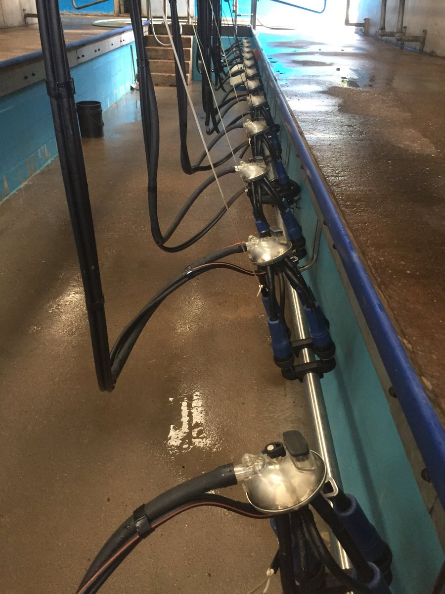 breachgorse's tweet photo. I think I’m the happiest dairy farmer’s wife this morning because parlour extension is complete I have loved every minute of milking!! #farmertreatshiswife #getmilkingdone #familyfarm #teamdairy 👩🏼‍🌾 🥛 🐄🥰 https://t.co/v0ZJtHxWh4
