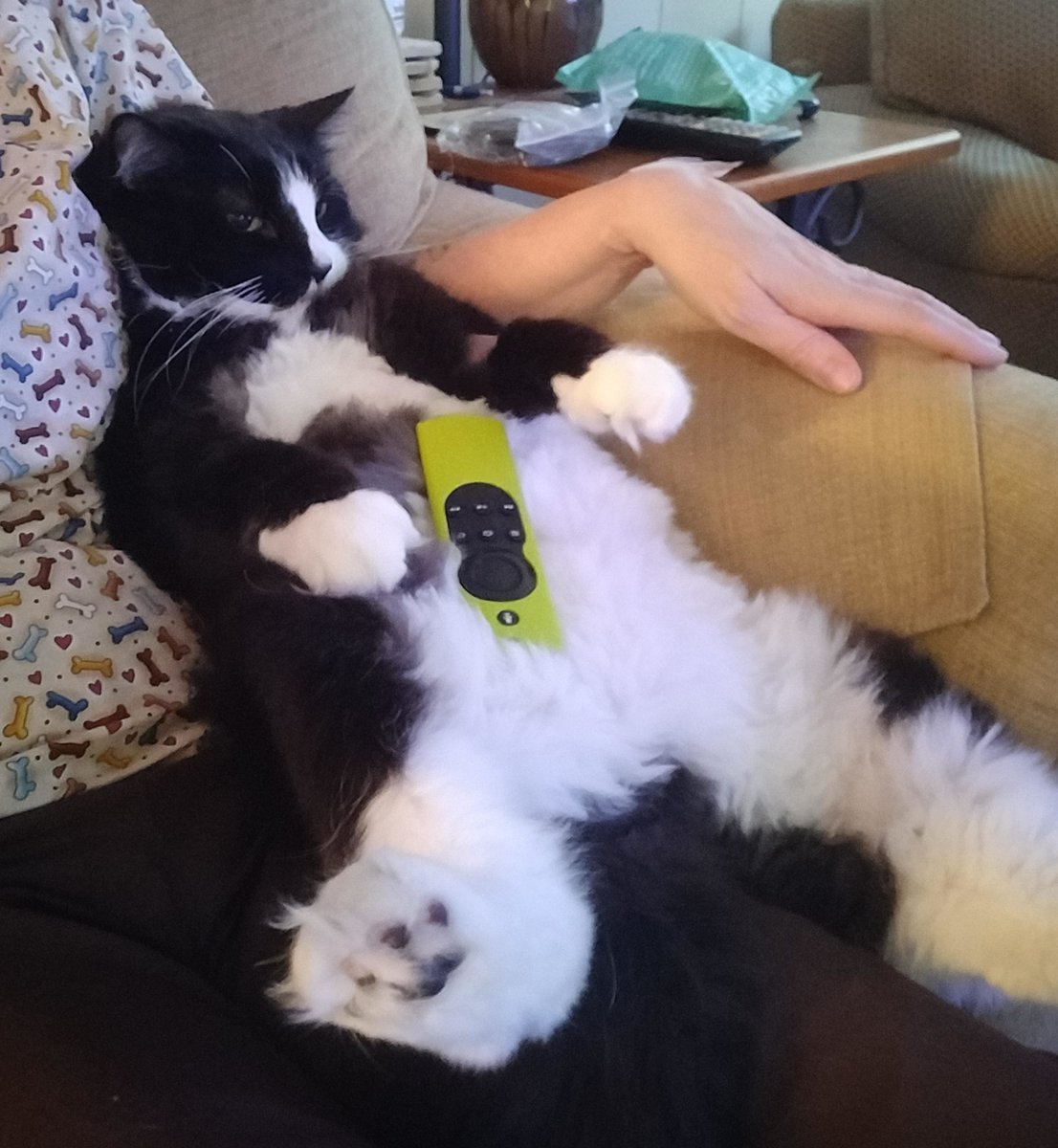 MeowMoeDotCom's tweet photo. #Cocoapuff #Donated #Blood and #Saved a #Life #Today!
 
#Cats #Cat #Kittens #Kitten #Kitty #Pets #Pet #Meow #Moe #CuteCats #CuteCat #CuteKittens #CuteKitten #MeowMoe 
 
https://t.co/0Y95eNKsxn https://t.co/lR40ouoXDN