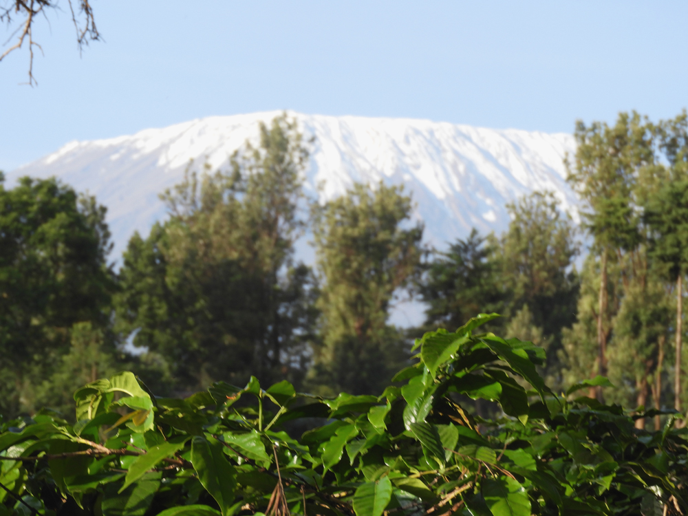 KiboGarden's tweet photo. What are your plans for the weekend? How about visiting the @KiboGarden and take a walk along the Naro Moru River on the slopes of Kilimanjaro?  #Tembea254, #MagicalKenya, #weekendgetaway, #weekendsunshine #ThursdayThoughts https://t.co/O3DD1hiled