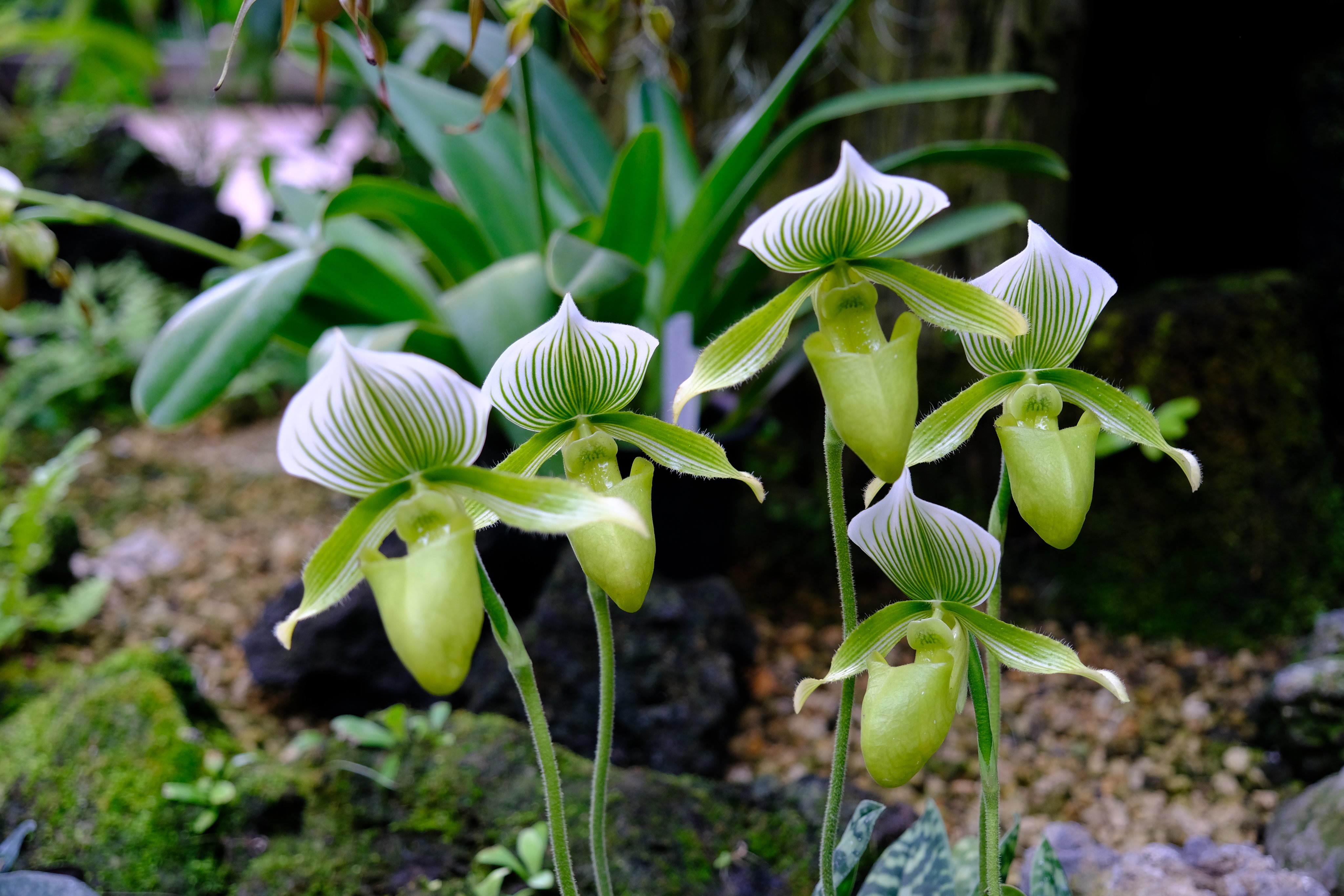 咲くやフォトコンテスト Twitter Search Twitter