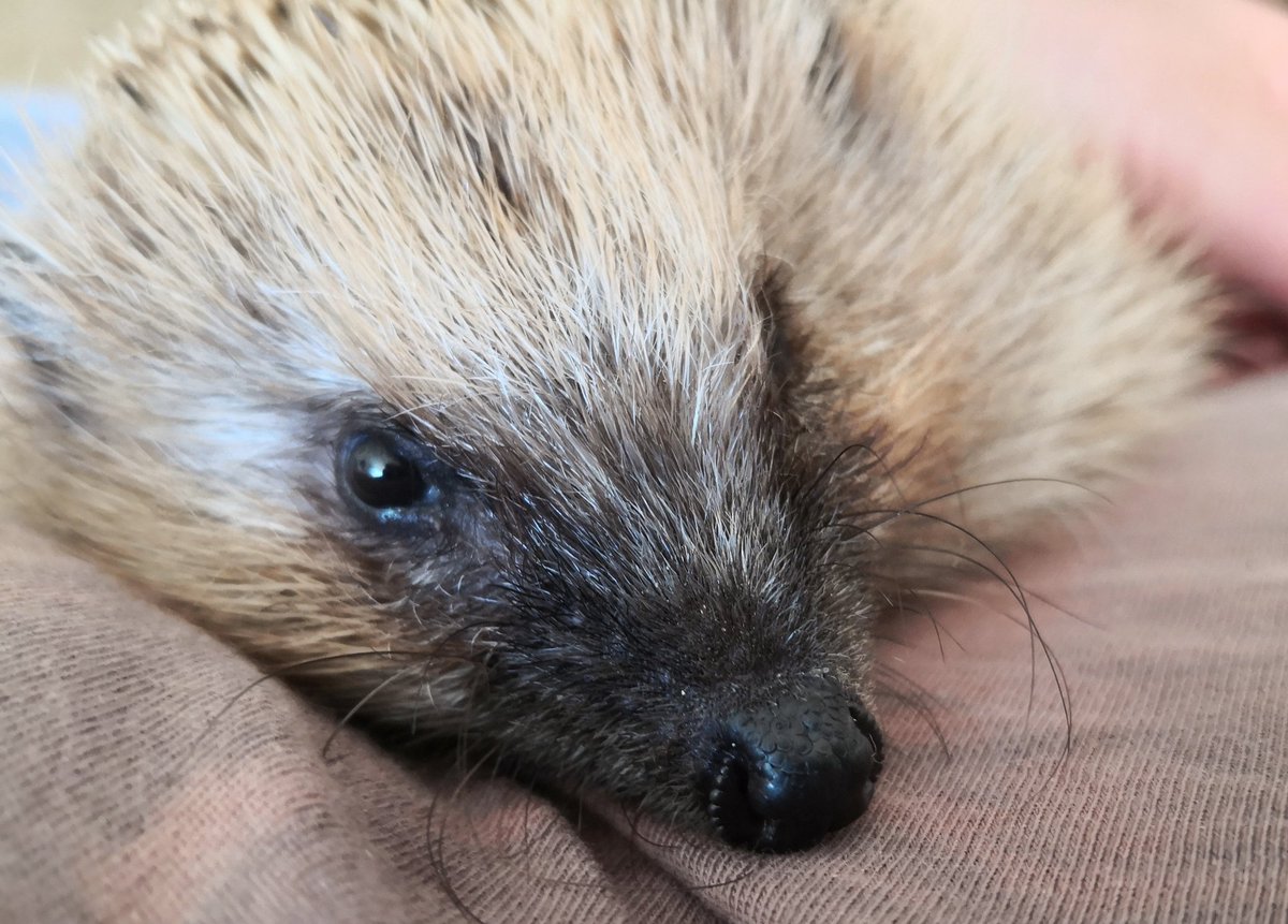 ✓ Biodiversité 🌐
Les centres de #faune sauvage ont besoin de vous pour exister. C'est grâce à votre générosité que #Pélagie a été soignée et pareil pour tous les autres.  
erinaceus.fr/banque 
Aidez les résidents ! Merci.
#herissons 
<a href="/ErinaceusFrance/">🦔 Erinaceus France</a> 👍