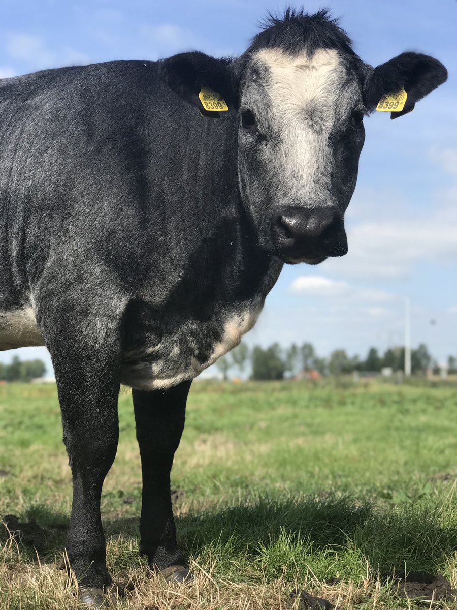 Prachtig beest!