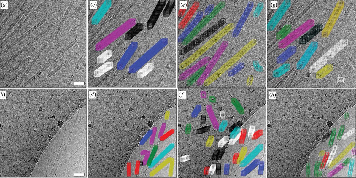 mpimoph's tweet photo. Two particle-picking procedures for filamentous
proteins: @SPHIRE_Package -crYOLO filament mode and
SPHIRE-STRIPER - @pixelbaumarkt et al. published by @Intein lab #cryoEM #DeepLearning in @ActaCrystD 

https://t.co/ifu8JdXN5j https://t.co/xKOcB44McX