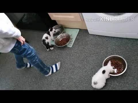 MeowMoeDotCom's tweet photo. Cute Kittens Eating Drinking
#Cats #Cat #Kittens #Kitten #Kitty #Pets #Pet #Meow #Moe #CuteCats #CuteCat #CuteKittens #CuteKitten #MeowMoe #CuteCatsVideo #CuteCatsVideos #CuteKittens #CuteKittensVideo #CuteKittensVideos
https://t.co/I0YfAVDiXv https://t.co/R40AtQup2D