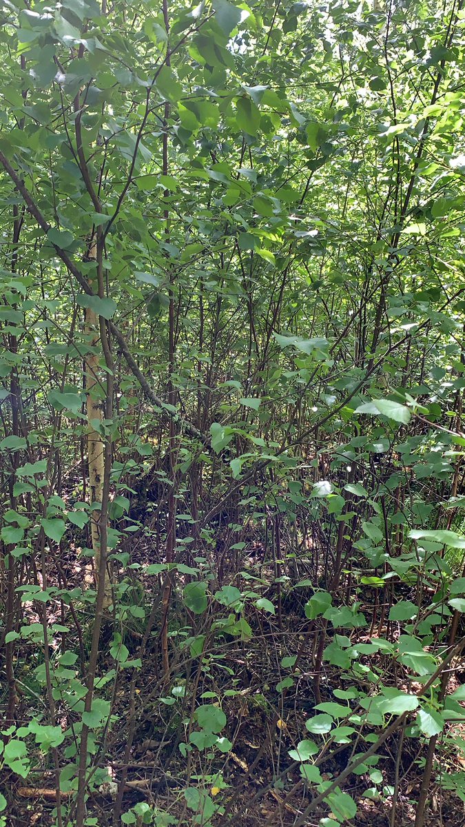nyiskogen's tweet photo. Sommarnöje #röjning #björkplantering #skogsvård https://t.co/saHa0ZUngj