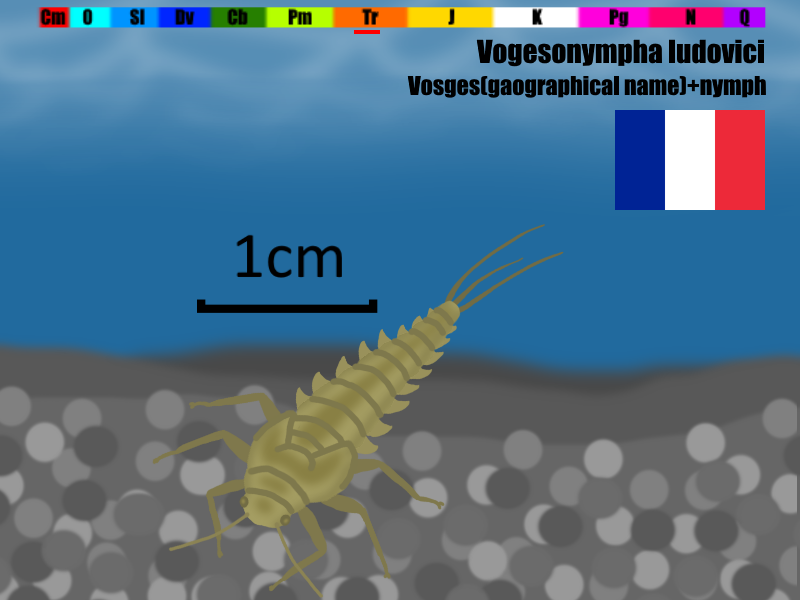 今日の絶滅昆虫 古い形質を残した昆虫 ギガマチリスとボジェソニンファ
