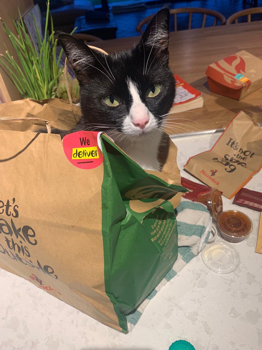 PERi-PERi kitten #nandos #periperi @NandosUK @NandosAUS @NandosSA