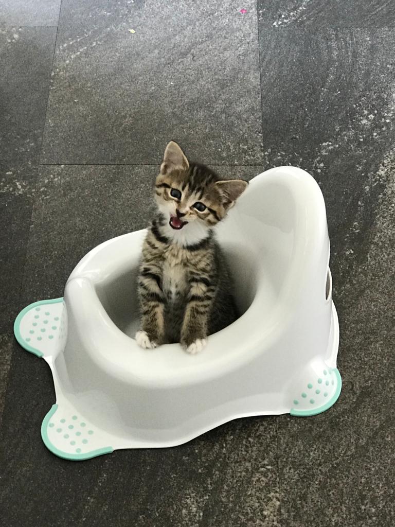 I'm a tiger... 🤣 #tabbytroupe #WednesdayWisdom #kitten #Caturday #Catslife #CatsOfTheQuarantine #catsofinstagram #catstagram #CatsOnTwitter #cats_of_instagram #kitten