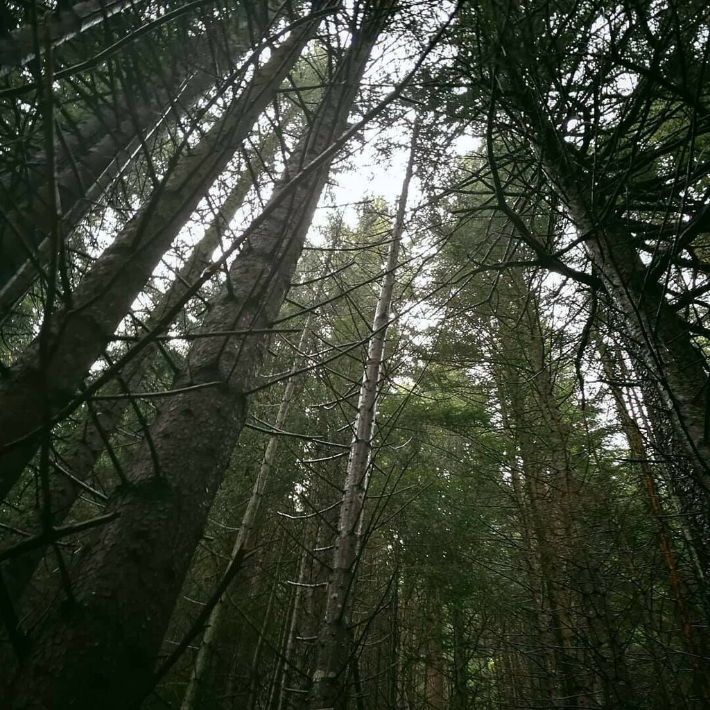 InstaValmalenco's tweet photo. @alessandro_civera
#abeterosso #chiareggio #valmalenco #forest #outdoor #explore #trekking #hiking #Valmalenco #BellaValmalenco #InstaValmalenco https://t.co/EiyDFEpbCh https://t.co/NAvzQKnhJv