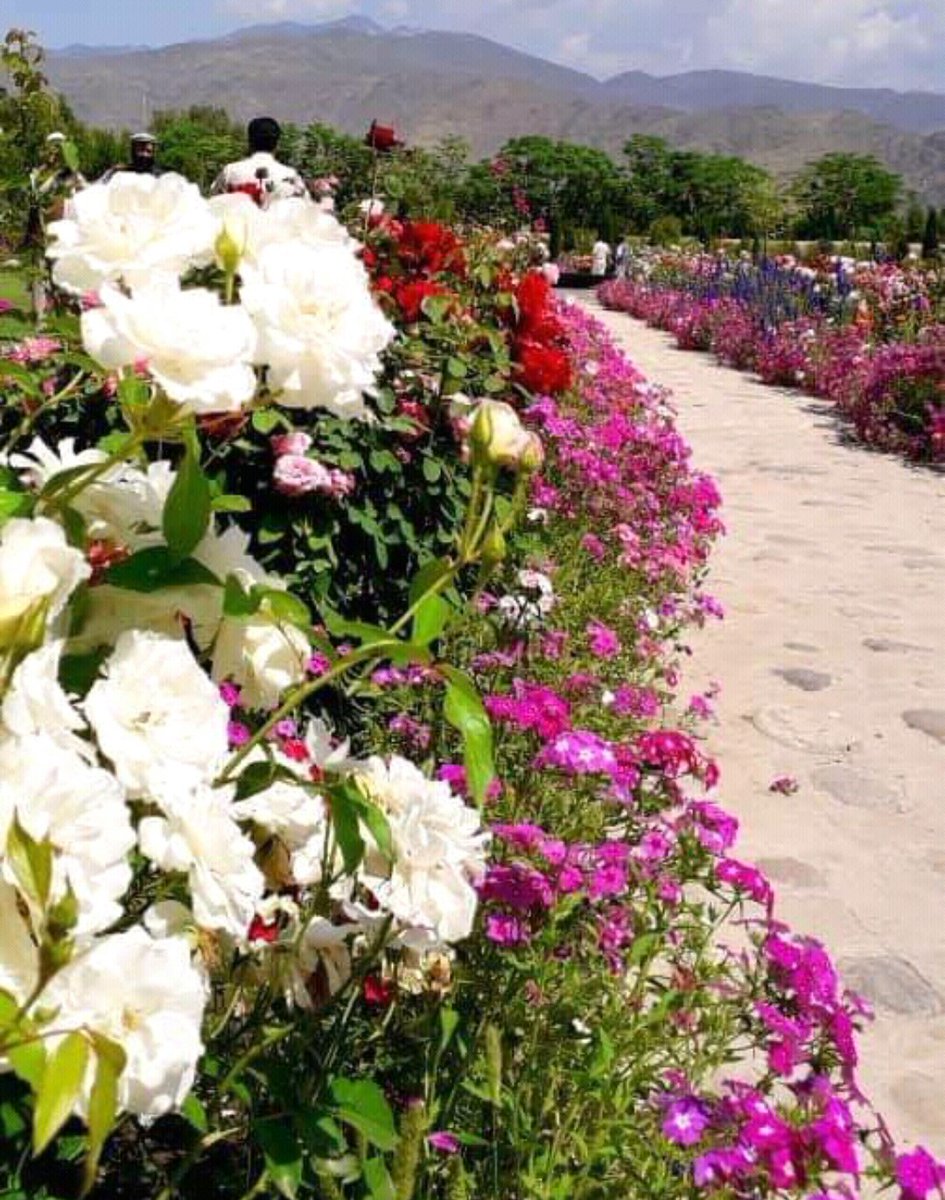 sadat_hasina's tweet photo. یاد ناکامورا داکتر جاپانی گرامی باد!
پارک که او در ننگرهار ساخت
Nakamura park #nangarhar https://t.co/fZVpa03buJ