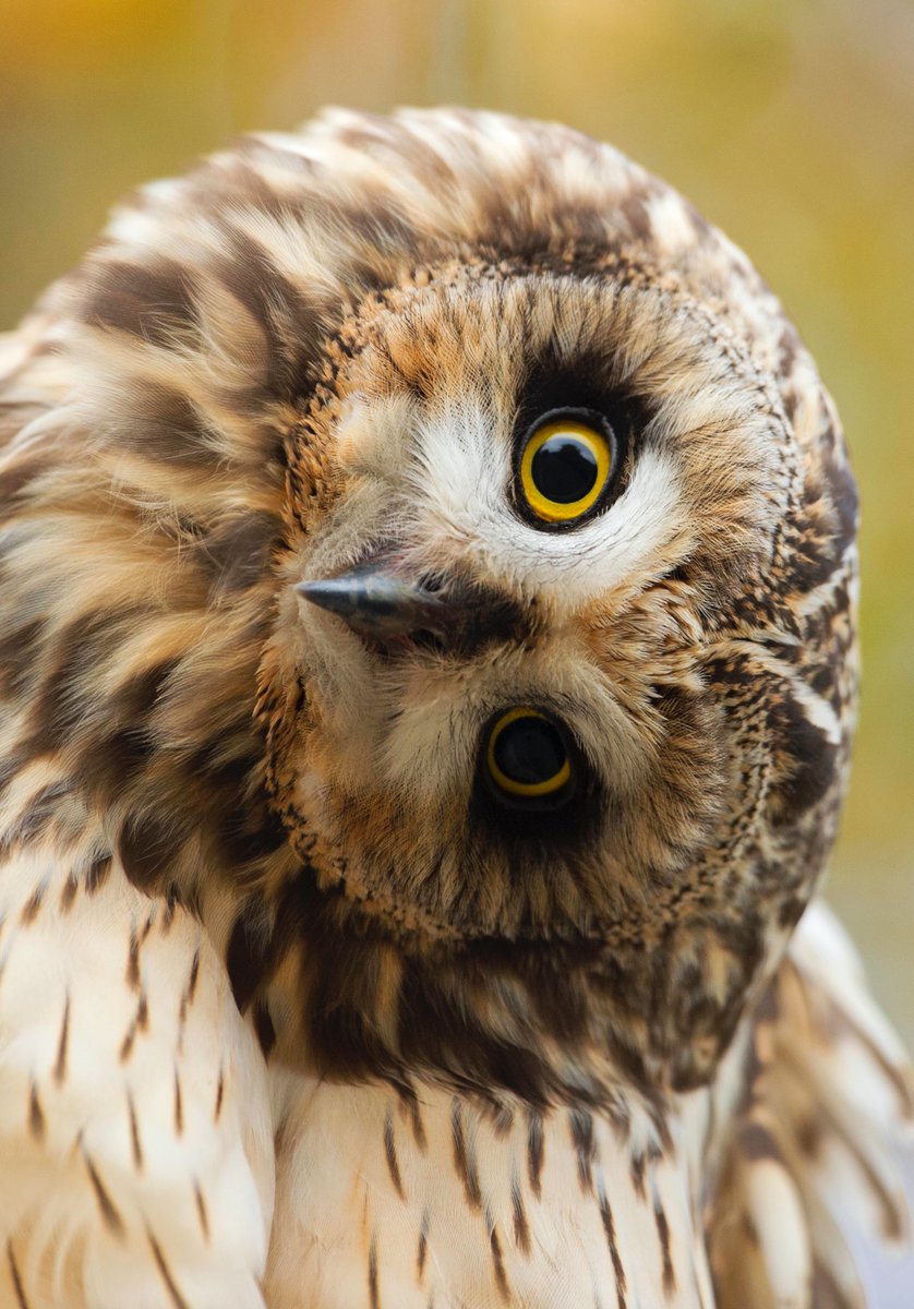 RSP Nature tweet media