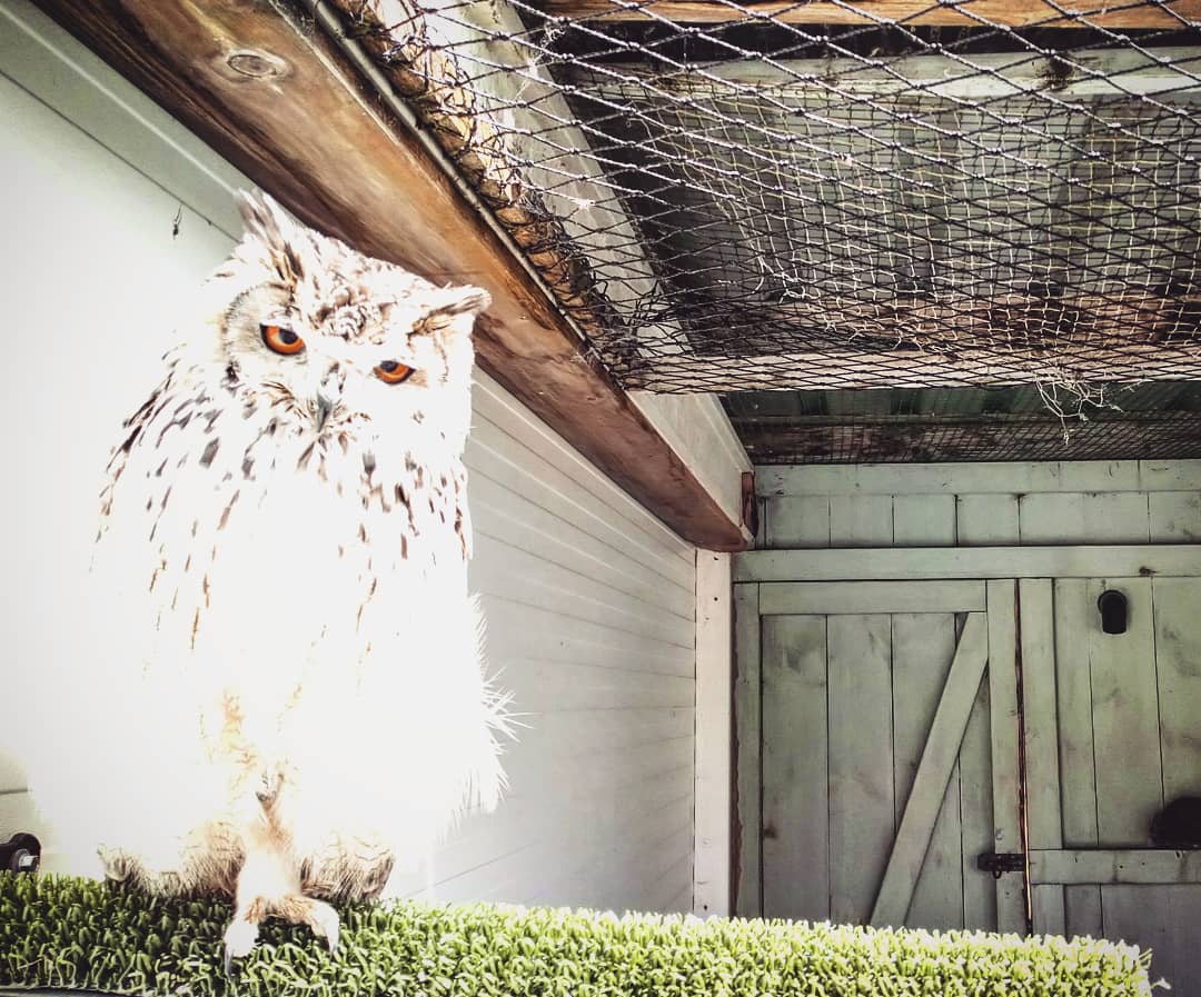 DolDeBie's tweet photo. If you don't take that phone hoot of my face, Owl eat it π¦
Visited the Burren Birds of Prey on Monday after our visit to the @aillwee.
Great show, the team were very knowledgeable about each bird, Well recommended! #burrenbirdsofprey π¦π¦
https://t.co/sfU8C7zUqU