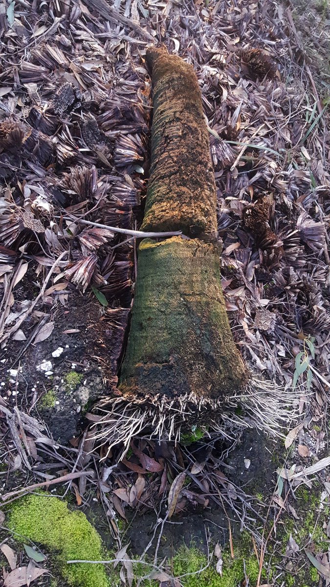 Georgina_G_H's tweet photo. Xanthorrhoea australis. This old Grass Tree fell a long time ago. A good example of their shallow root system. It still remains as an important decaying resource for many species. #CircleOfLife #GrassTree #Xanthorrhoea #Decomposition #TemperateClimate https://t.co/CIroucFOhP