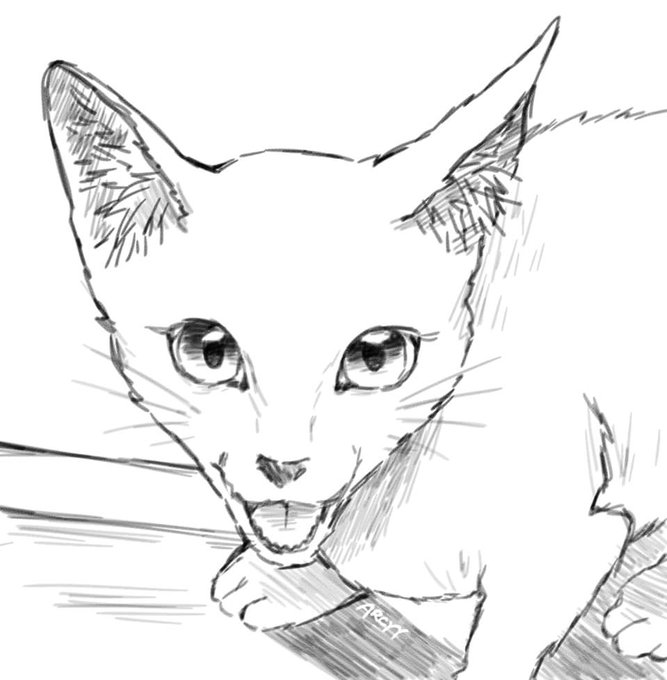 been drawing cats recently- 