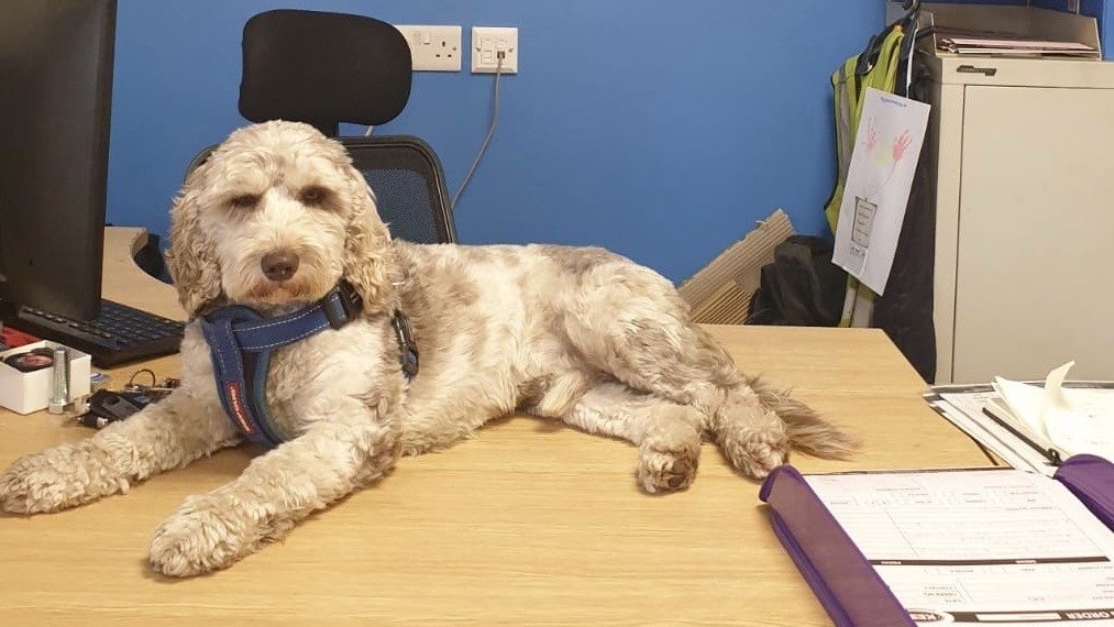 Its a dogs life! Definitely coming back as a dog 🐶
Meet Sprocket our Keen Attachments dog ... keeping us all calm 💙