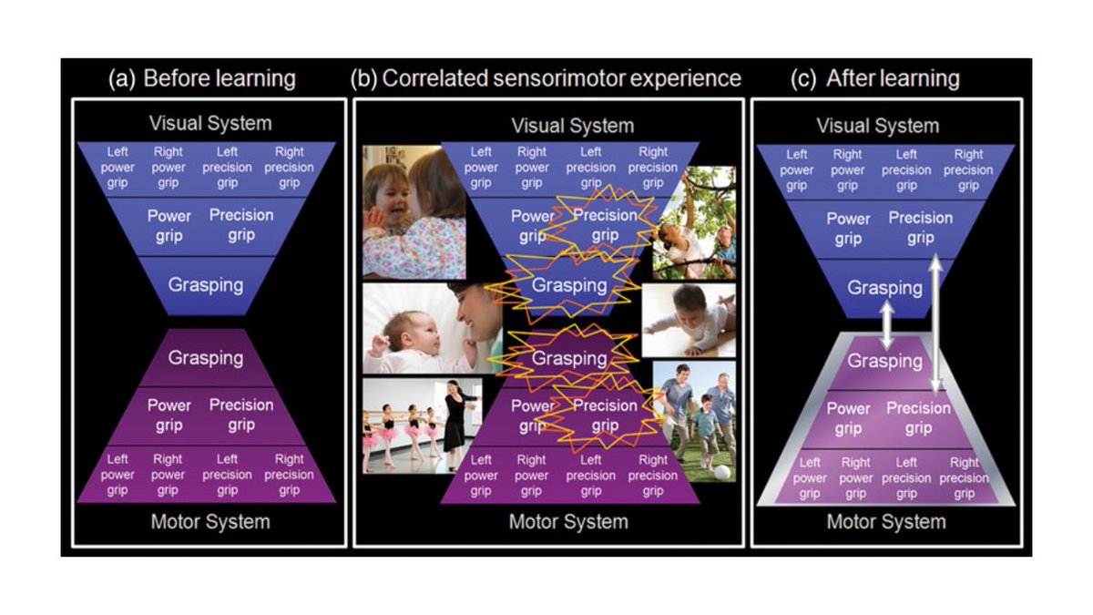 Where do mirror neurons come from? Research on evolutionary-developmental origins confirms the importance of domain-general visual-motor learning, rather than canalised visual-motor learning or motor learning alone.  http://users.ox.ac.uk/~ascch/Celia's%20pdfs/9%202014%20Cook%20et%20al%20BBS.pdf