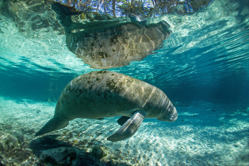 A Manatee in the Crystal River, Florida. https://t.co/zLd3DkvP5w #adventures #IntermediateFascinatingEncounters #vacation #travel #EntireFamilyEntertained #manatees #Vacations #nature #crystalriver #visitflorida https://t.co/weUkWVm3QW