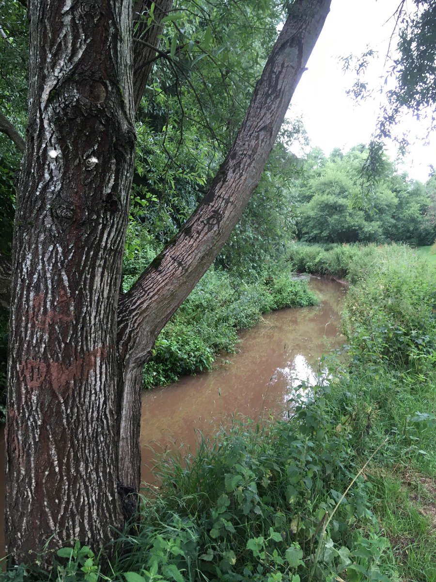 blondechick_0's tweet photo. Anyone else see a dogs face in the tree...! ? #tree #faceinobjects https://t.co/QakvgzoqEz