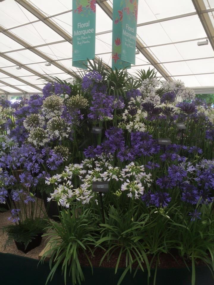 GreatAgapanthus's tweet photo. Memories!! These are a few of the displays we have done @The_RHS Hampton Court over past 5 years. #Agapanthus #Nerine #Amarine https://t.co/0RLBTMoUs0